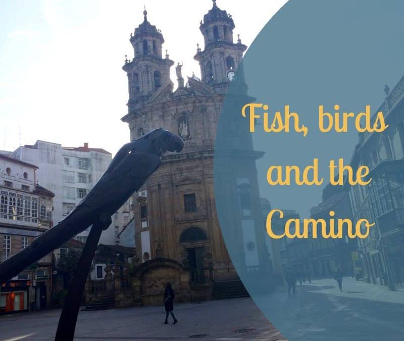 Fish, birds and the Camino