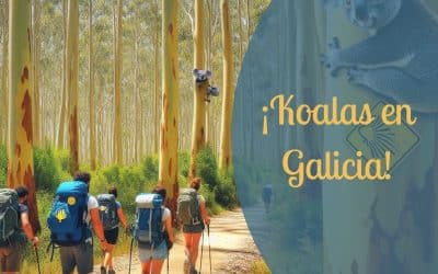 Koalas in Galicia